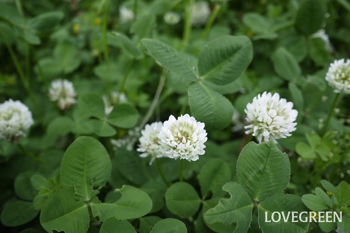 クローバー シロツメクサ とは 花の季節 育て方 花や葉の特徴 四葉の意味 Lovegreen ラブグリーン