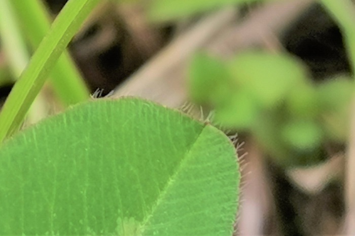 クローバーの学名Trifolium（トリフォリウム）は、3枚の葉と言う意味です。学名の通り、クローバーは3枚の小葉をつけます。これが、まれに5枚や7枚のものもあります。  クローバーの葉の表面にはよく見ると産毛のような毛があり、これが水を弾きます。雨上がりにはぜひクローバーを見に行ってください。葉の上できらきら光る、きれいな水滴を見られます。