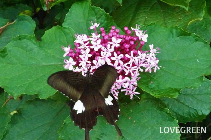 ボタンクサギ2 ボタンクサギの特徴 ボタンクサギは濃いピンク色の花が美しい低木です。熱帯地方では常緑樹として扱われます。