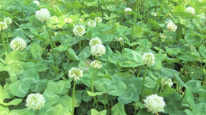 クローバー シロツメクサ とは 花の季節 育て方 花や葉の特徴 四葉の意味 Lovegreen ラブグリーン
