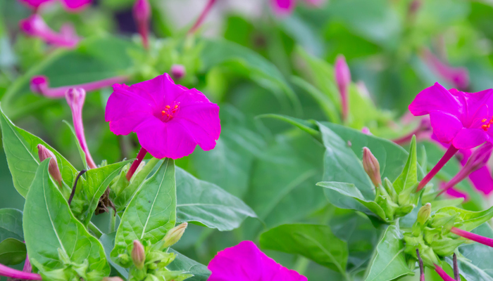 オシロイバナ おしろい花 の花言葉 種類 特徴 色別の花言葉 Lovegreen ラブグリーン