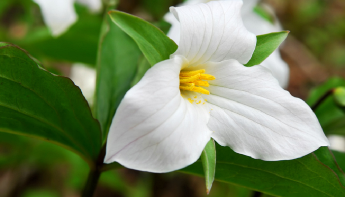 エンレイソウ（延齢草）の花言葉や種類、特徴をご紹介！エンレイソウ（延齢草）は、小さな美しい花を咲かせる山野草。日本でも森や林の湿った場所に自生しています。