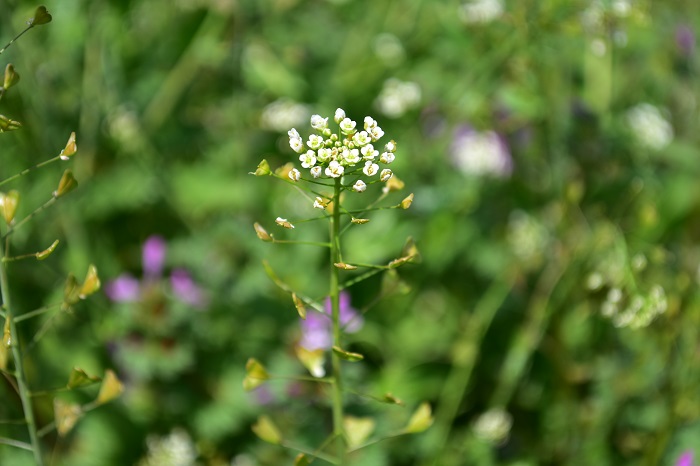 ナズナってどんな花 ぺんぺん草との違いは 食べ方 花の特徴 由来や意味 Lovegreen ラブグリーン