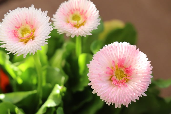 デージーは11月～5月頃、可愛い八重咲きの花を咲かせます。夏の暑さに弱いため、日本では一年草として栽培されています。デージーは、光を受けたときに花が開いて黄色い花芯を見せる性質があります。