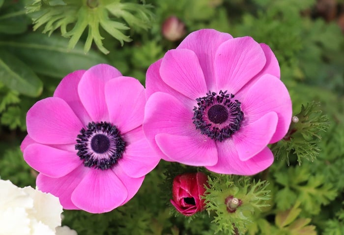 ピンク色の花が咲く草花50選 春夏秋冬の季節ごとにご紹介 Lovegreen ラブグリーン