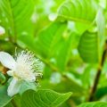 グァバの花言葉や種類、特徴をご紹介！グァバは、赤やピンク色の果肉が印象的な南国フルーツ。丈夫で育てやすく、家庭で育てる果樹としても人気があります。