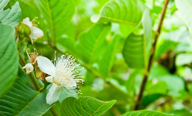 グァバの花言葉 種類 特徴 色別の花言葉 Lovegreen ラブグリーン