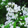 ウツギ（空木）の花言葉や種類、特徴をご紹介！ウツギ（空木）は、初夏から小さな白い花を咲かせる樹木。万葉集でも詠まれるなど、古くから親しまれてきた植物です。