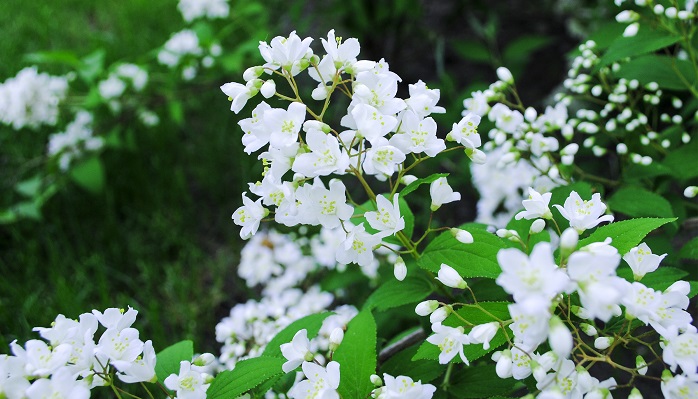 ウツギ 空木 の花言葉 種類 特徴 色別の花言葉 Lovegreen ラブグリーン