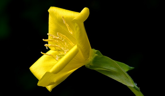 マツヨイグサ（待宵草）の花言葉や種類、特徴をご紹介！マツヨイグサ（待宵草）は、宵を待って黄色い花を咲かせます。文学作品に使われるなど、古くから親しまれてきました。