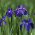 カキツバタ（燕子花・杜若）の花言葉や種類、特徴をご紹介！カキツバタ（燕子花・杜若）は池や沼地に育ち、白や濃い紫色の花を咲かせます。万葉集にたびたび詠まれるなど、古くから親しまれてきた植物です。