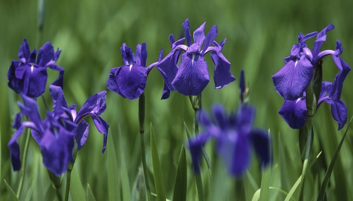 カキツバタ（燕子花・杜若）の花言葉や種類、特徴をご紹介！カキツバタ（燕子花・杜若）は池や沼地に育ち、白や濃い紫色の花を咲かせます。万葉集にたびたび詠まれるなど、古くから親しまれてきた植物です。