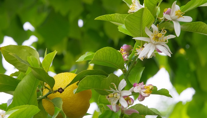 レモン（檸檬）の花言葉や種類、特徴をご紹介！レモン（檸檬）は香りの良い白い花を咲かせ、酸味のある黄色い果実を実らせる植物。家庭でも育てやすい果樹としてとても人気があります。