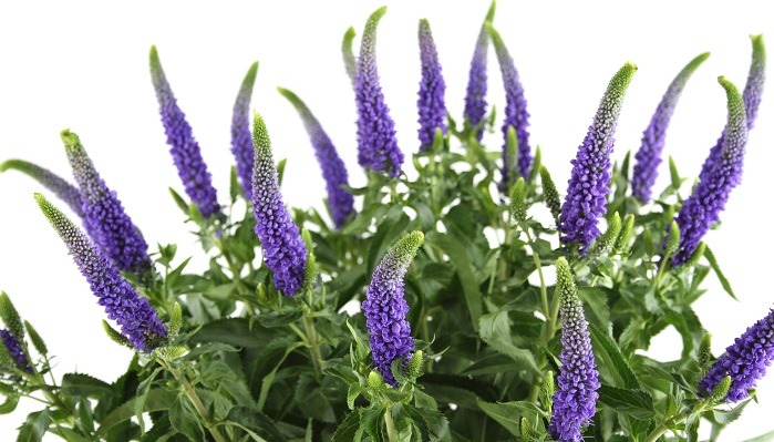 ベロニカの花言葉や種類、特徴をご紹介！ベロニカは、爽やかなブルー系の花を咲かせる植物。丈夫で育てやすく、花壇や寄せ植え、グランドカバーによく用いられます。