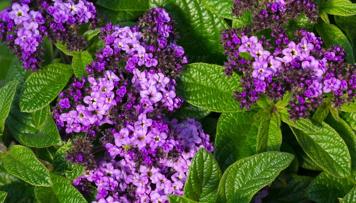 ヘリオトロープの花言葉や種類、特徴をご紹介！ヘリオトロープは、良い香りのする紫色の花を咲かせる植物。花期が長く、花壇や寄せ植えに使う花苗として人気があります。