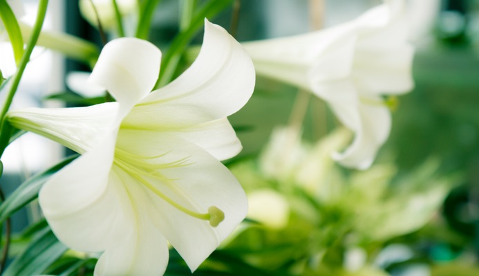 テッポウユリ（鉄砲百合）の花言葉や種類、特徴をご紹介！テッポウユリ（鉄砲百合）は、ラッパ状の真っ白い花を横向きに咲かせます。庭植えや鉢植えのほか、切り花としてもよく用いられます。
