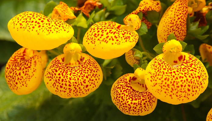 カルセオラリアの花言葉や種類、特徴をご紹介！カルセオラリアは、巾着のような個性的な花を咲かせる植物。その花姿から様々な名で呼ばれて親しまれています。