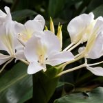 ジンジャーの育て方・栽培方法 | LOVEGREEN(ラブグリーン) ジンジャーの育て方・栽培方法 | LOVEGREEN(ラブグリーン)