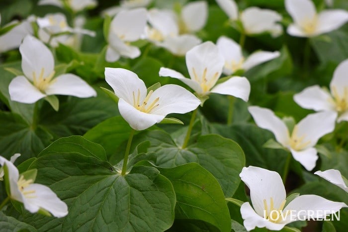 オオバナノエンレイソウ オオバナノエンレイソウ