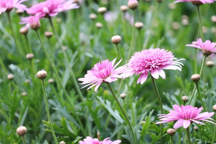 【訪問着】薄紫　白×ピンクの花