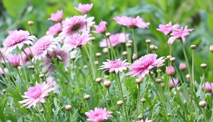 ピンク色の花が咲く草花50選 春夏秋冬の季節ごとにご紹介 Lovegreen ラブグリーン
