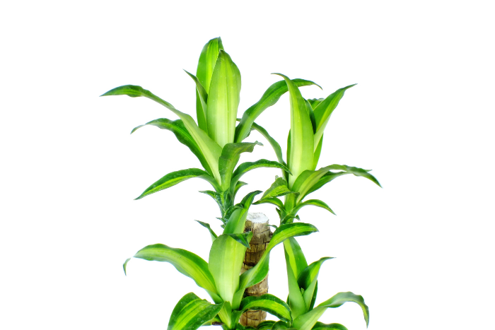 ドラセナ　canva