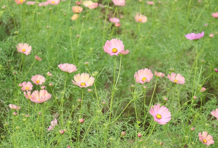 ピンク色の花が咲く草花50選 春夏秋冬の季節ごとにご紹介 Lovegreen ラブグリーン