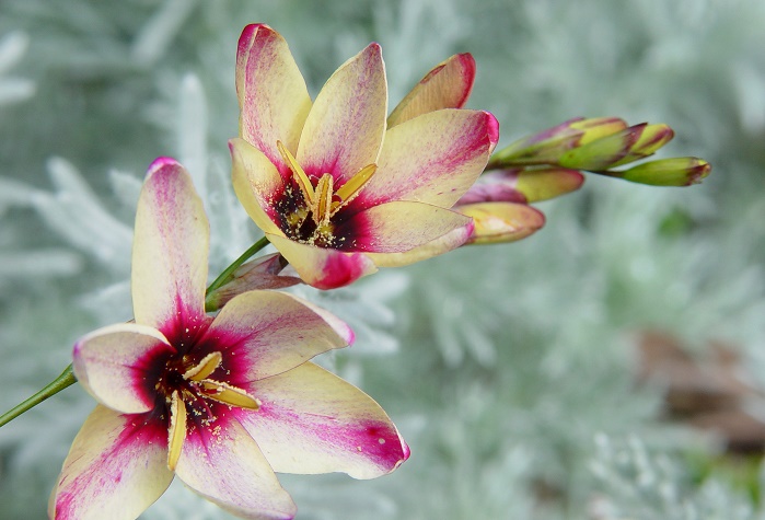 イキシアの花言葉や種類、特徴をご紹介！イキシアは、神秘的でカラフルな花を咲かせる植物。スマートな草姿でありながら丈夫で育てやすく、花色も豊富でとても人気があります。