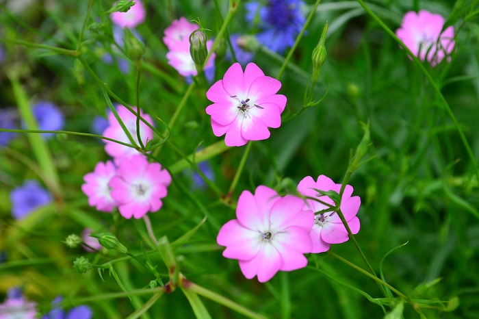 ビスカリアの花言葉 種類 特徴 色別の花言葉 Lovegreen ラブグリーン
