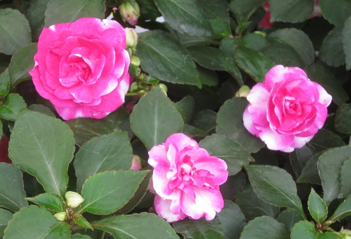 ピンク色の花が咲く草花50選 春夏秋冬の季節ごとにご紹介 Lovegreen ラブグリーン