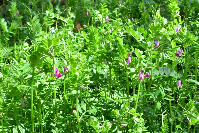 カラスノエンドウの花言葉 種類 特徴 色別の花言葉 Lovegreen ラブグリーン