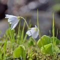ミヤマカタバミの花言葉や種類、特徴をご紹介！ミヤマカタバミは、ハートの形をした小葉3枚が集まって1つの葉をつくる植物。可愛い白い花も咲かせます。