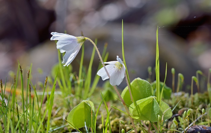 ミヤマカタバミの花言葉や種類、特徴をご紹介！ミヤマカタバミは、ハートの形をした小葉3枚が集まって1つの葉をつくる植物。可愛い白い花も咲かせます。