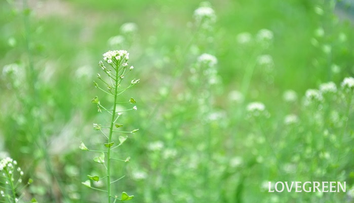 ナズナとは ぺんぺん草との違いは 食べ方 花の特徴 由来や意味 Lovegreen ラブグリーン