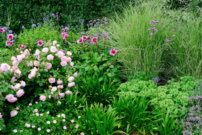 canvaイングリッシュガーデン