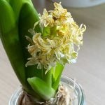 水栽培のヒヤシンスの球根、花が終わったらどうしたらいい？