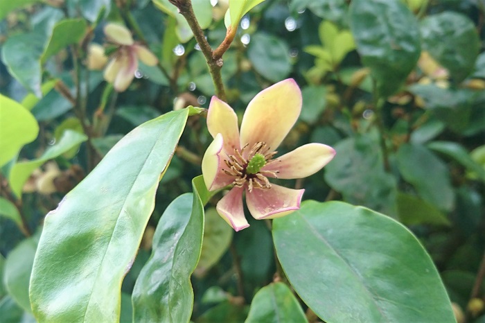 分類：常緑高木 樹高：3~5m カラタネオガタマは夏に甘い香りの花を咲かせる常緑高木です。