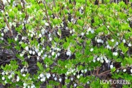 シンボルツリーにおすすめのおしゃれな庭木一覧 | LOVEGREEN(ラブグリーン)