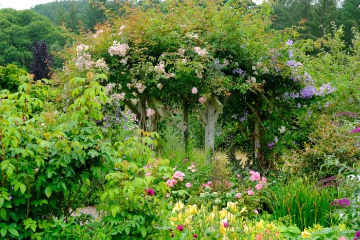 canvaイングリッシュガーデン