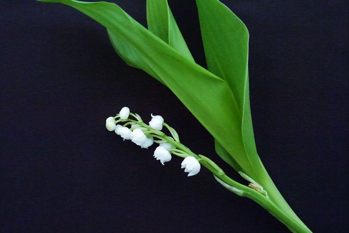 ドイツスズラン 学名：Convallaria majalis 鉢植えや切り花で流通しているスズランの代表種です。草丈20㎝程度、花付きも良く、芳香があるのが特徴です。  スズラン 学名：Convallaria keiskei 日本に自生するスズラン。君影草（きみかげそう）という別名もあります。日本の本州北部から北海道にかけて見られます。ドイツスズランよりも小型で香りも少し弱いのが特徴です。  スズラン・ロゼア（ピンクスズラン） 学名：Convallaria majalis cv. Rosea ドイツスズランの園芸種で淡いピンク色の花が咲くスズランです。可憐なスズランの花姿そのままにピンク色に染まったようで可愛らしい品種です。  スズラン・バリエガータ 学名：Convallaria majalis cv. Variegata ドイツスズランの園芸品種で、葉に明るい斑が入っています。半日陰を好むスズランですがら、景色を明るくするような斑入りの葉は魅力的です。  アメリカスズラン 学名：Convallaria majuscula 北アメリカに自生するスズランです。日本では見かけませんが、ご参考までに。
