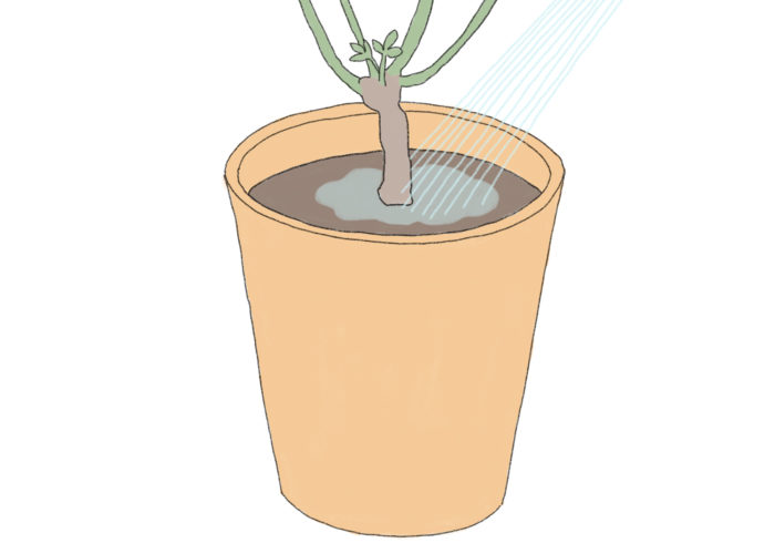 苗を植え終わったら、鉢底から流れ出るぐらいたっぷりと水を与えます。