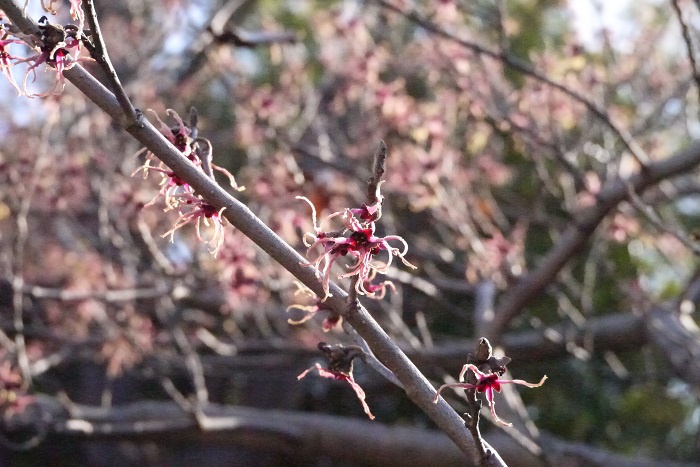 分類：落葉高木 樹高：3~6m マンサクは梅が咲く頃に糸のような独特な形状の花を咲かせる落葉高木です。丸みのある葉が可愛らしく、和にも洋にも合う雰囲気の庭木です。