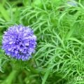 ギリア　花言葉