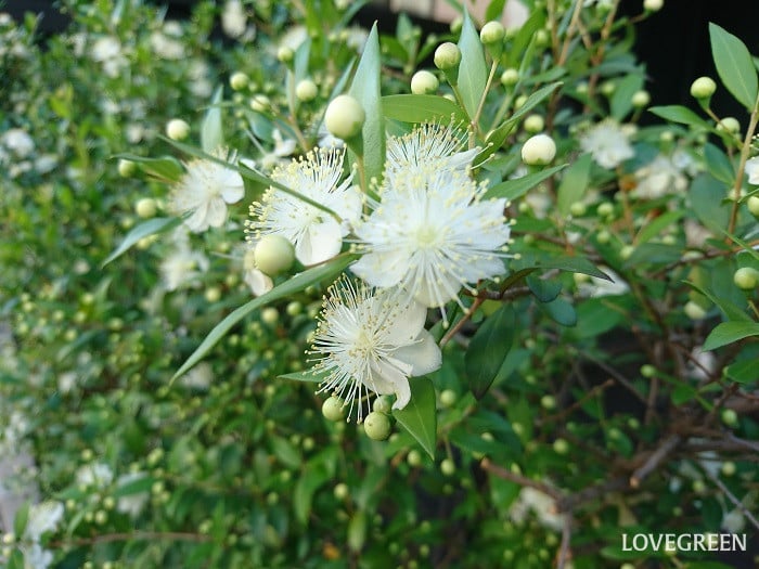 おすすめの庭木40種|低木や常緑など種類ごとに、庭木選びのポイントも紹介 | LOVEGREEN(ラブグリーン)