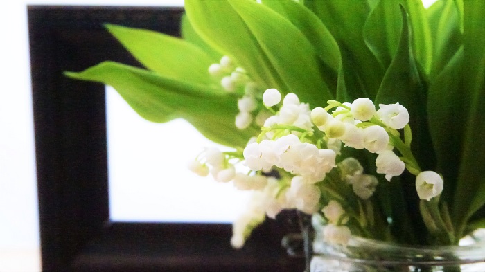 スズラン 鈴蘭 の季節 育て方や見頃 香り 花の特徴 種類 外国語まで Lovegreen ラブグリーン
