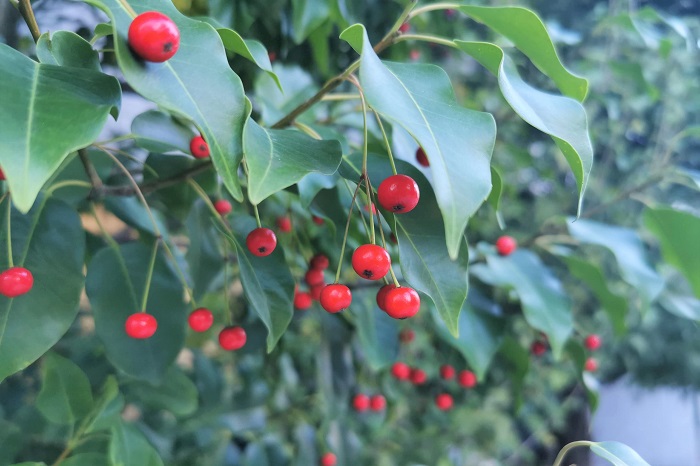 分類：常緑高木 樹高：5~10m ソヨゴは冬に赤い小さな実を付ける常緑高木です。生長もゆっくりで病害虫の被害も少ないため育てやすい庭木です。
