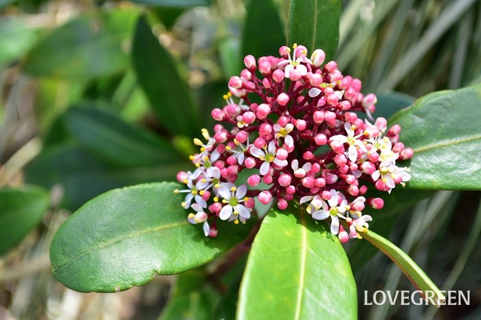 スキミアの花言葉 種類 特徴 色別の花言葉 Lovegreen ラブグリーン