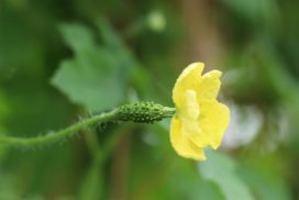 瓜(うり)の種類一覧|野菜や果物、作りたくなるレシピや食べ方 | LOVEGREEN(ラブグリーン)