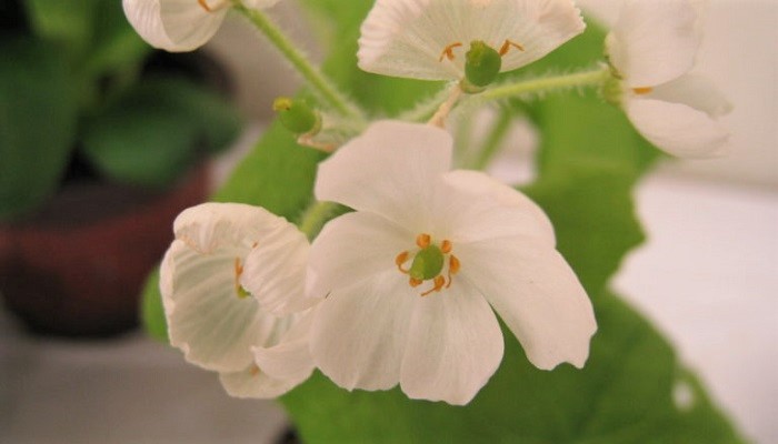 サンカヨウ（山荷葉）の花言葉や種類、特徴をご紹介！サンカヨウ（山荷葉）は、小さな白い花を咲かせる植物。水分を含むと透明になる花びらが神秘的で美しく人気があります。