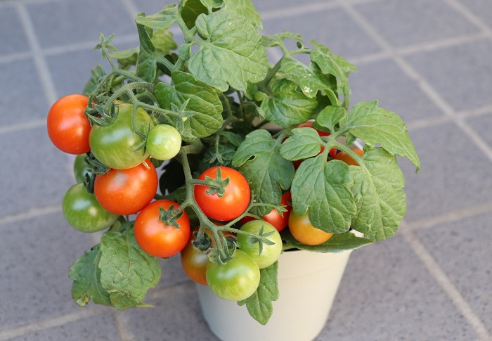 ミニトマトのコンパニオンプランツ バジル を育て始めました コアログ イチゴトマトを吊るすバッグを育てる 屋内屋外垂直栽培野菜ハーブ花 緑 10 Dev Seven Pt